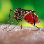 Study: Bacteria Prevents Mosquitoes From Spreading Zika